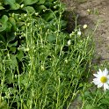 Leucanthemella serotina